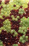 Image result for Sunscald Grapes