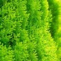 Image result for Fast Growing Spruce Trees