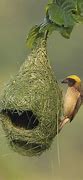Image result for Bird Nests On Houses
