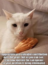 Image result for OODA Cat Meme