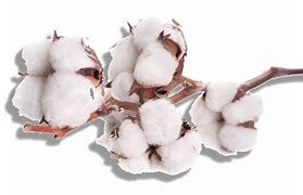 Image result for Lint-Free Cotton