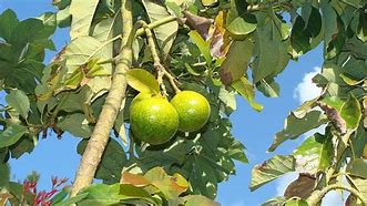 Image result for aguacat4ro