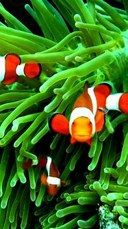 Image result for Steve Jobs Clownfish Wallpaper