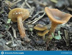Image result for incomestible