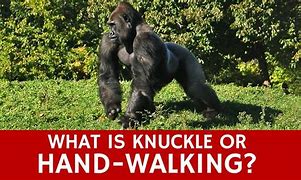 Image result for Knuckle-Walking