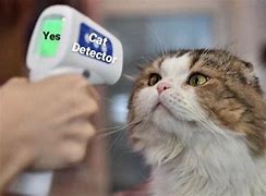 Image result for Cat Detector Meme