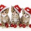Image result for Merry Christmas with Cats