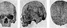 Image result for Andronovo Culture Skulls