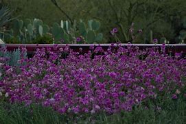 Image result for Desert Botanical Garden Cactus