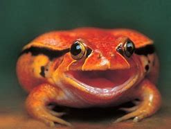 Image result for Funny Frog
