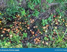 Image result for Rotten Apple Cider