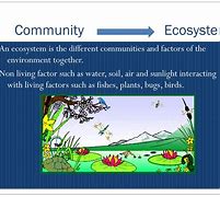 Image result for Community Ecosystem