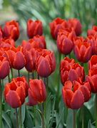 Image result for Tulipa Couleur Cardinal