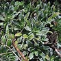 Image result for Saxifraga hostii