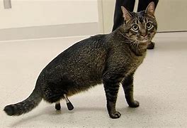 Image result for Stump Legged Cat
