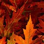 Image result for Fall Summer Desktop Backgrounds