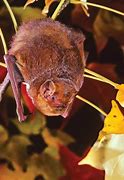 Image result for Bats Facts in Virginia