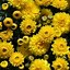Image result for Yellow Flower iPhone Background