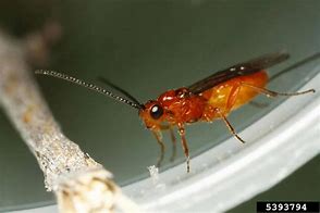 Image result for "braconid-wasp"