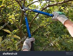 Image result for apples trees prune shear