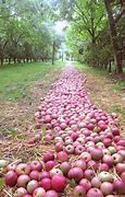 Image result for Apple Tree Orchard Autumn