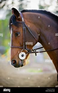Image result for Stock Images of Horse with Bridle