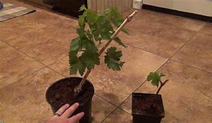 Image result for Planting Grapes