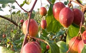 Image result for Kashmiri Apple Ber Plant