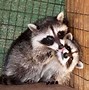 Image result for Raccoon Fun