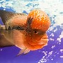 Image result for Rare Freshwater Fish