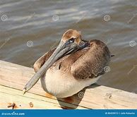 Image result for Pelican On Dock