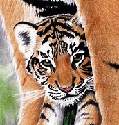 Image result for Baby Tiger Drawing
