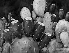 Image result for Black and White Prickly Pear
