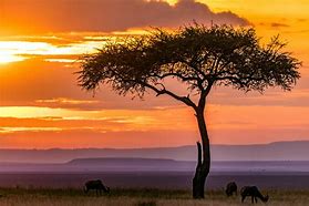 Image result for Maasai Mara National Park Kenya