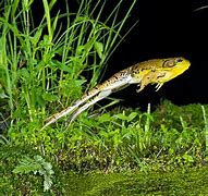 Image result for Jumping Bullfrog