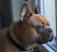 Image result for French Bulldog Mix with Pitbull