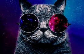 Image result for Cat Playing with Galaxy