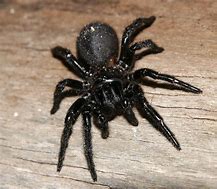 Image result for Venomous Spiders