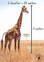 Image result for Things That Are 20 Meters Tall