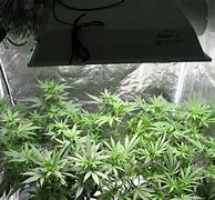 Image result for How to Grow Marijuana Plants