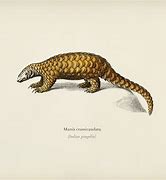 Image result for Pangolin Man