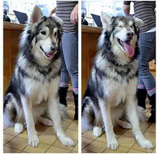 Image result for Grey Wolf Alaskan Malamute Mix