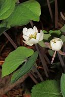 Image result for Jeffersonia diphylla