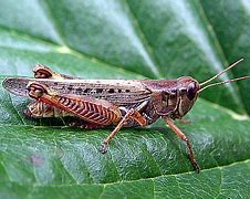 Image result for Red-legged Grasshopper