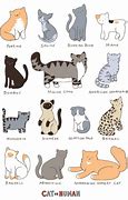 Image result for catatar