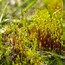 Image result for Moss Phylum