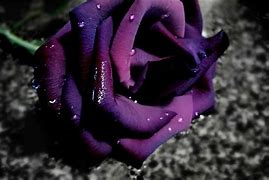 Image result for Real Dark Purple Roses