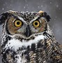 Image result for Owl Pictures