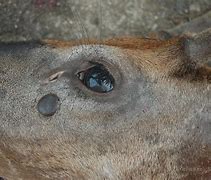 Image result for Whitetail Deer Disease