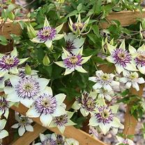 Clematis florida Sieboldii 的图像结果